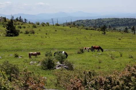 Ponies in Mountain Meadow