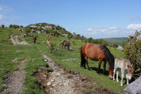 Ponies on Trail