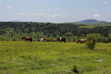 Ponies with Whitetop in Background
