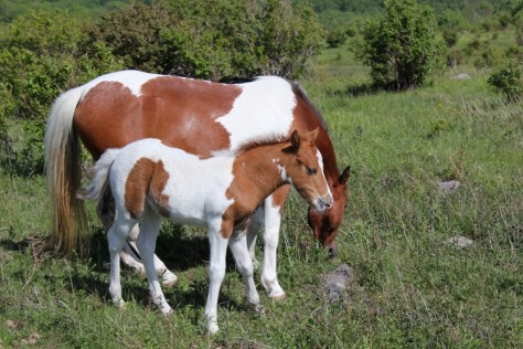 Wild Ponies on Virginia Horse Trail