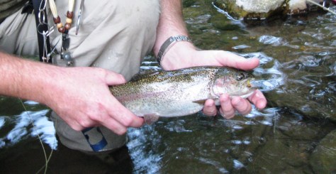 John Hortenstine Dry Fly Rainbow