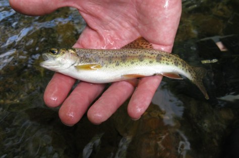 Little Southwest Virginia Rainbow