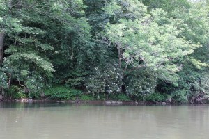 Rhododendron on the Bank