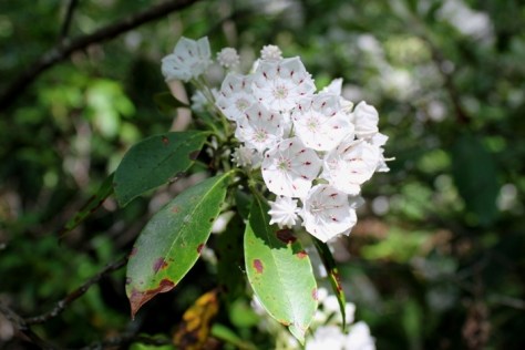 Mountain Laurel on Glade Mountain