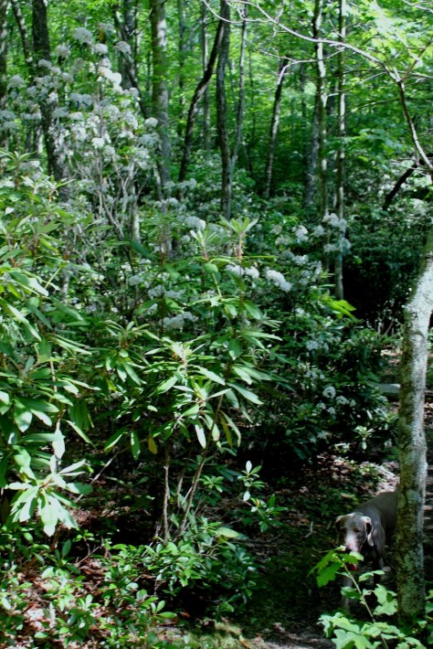Mountain Laurel Thicket at base of Glade Mountain