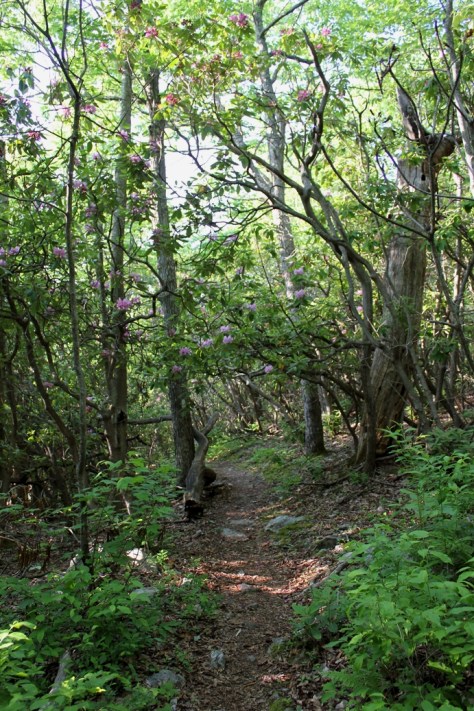 Rhododendrum Tree Over Trail