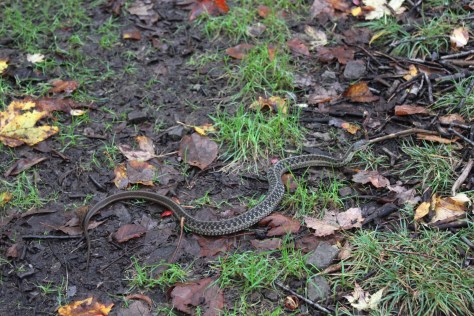 Gartner Snake on the Pinnacles Trail