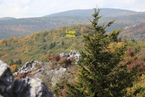 Large Hawk at the Pinnacles