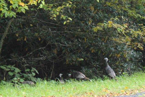 Wild Turkeys