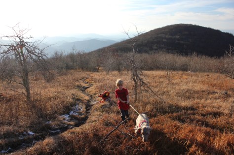 Emerging from the Trees Below