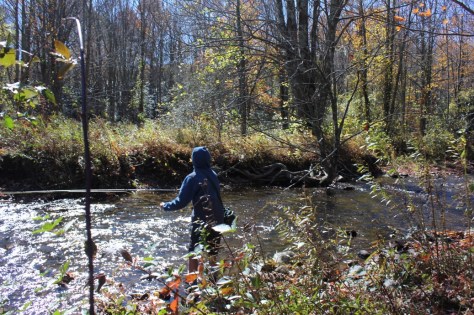 Fly Fishing Upper Fox Creek