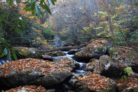 Fox Creek Leaves on Boulders in the Gorge