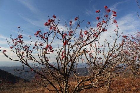 Hawthorn Screens Iron and Clinch Mountain