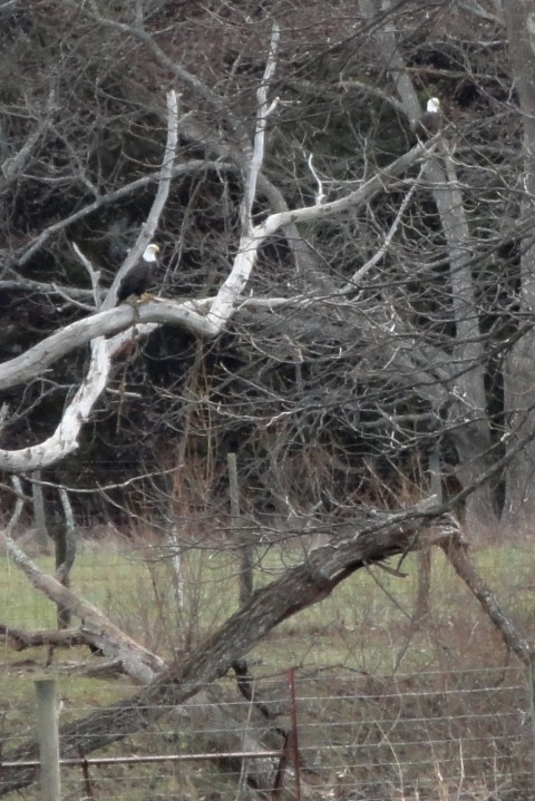 Bald Eagles Christmas 2011