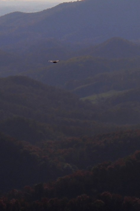 hawk-gliding-on-thermals 2