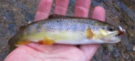 Wild Brown Trout in Creek