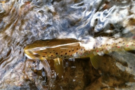 Brown Trout April 2012