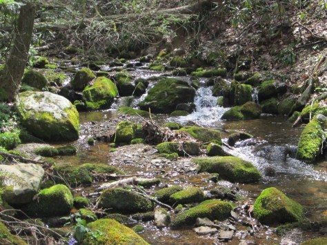Moss Covered Rocks and Boulders