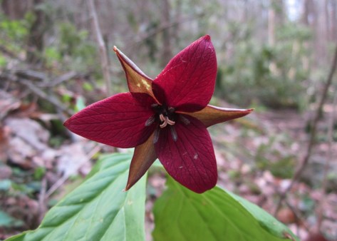 Southern Red Trillium