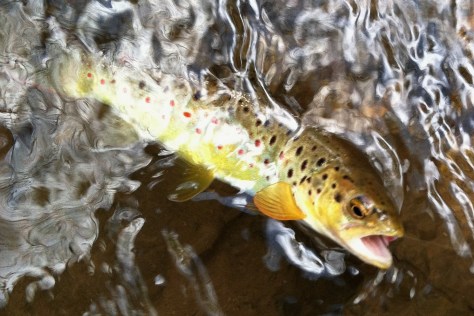 Tennessee Laurel Brown Trout April 2012