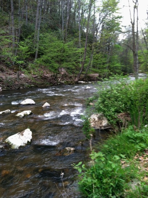 Tennessee Laurel - Down the Creek