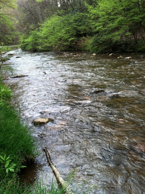 Tennessee Laurel Up The Creek