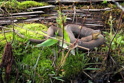 Water Snake - Close Up