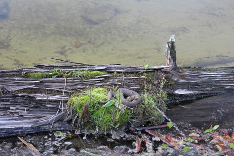 Water Snake on Log