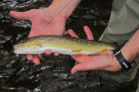 Brown Trout June 2012 2