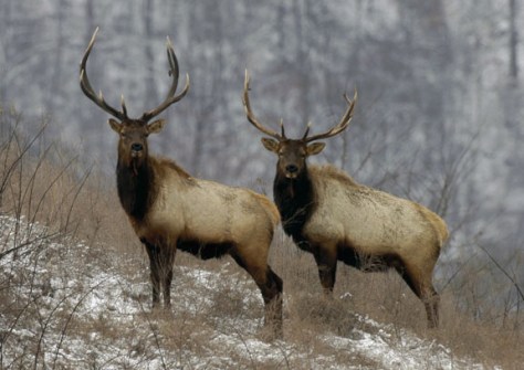 Elk in Kentucky