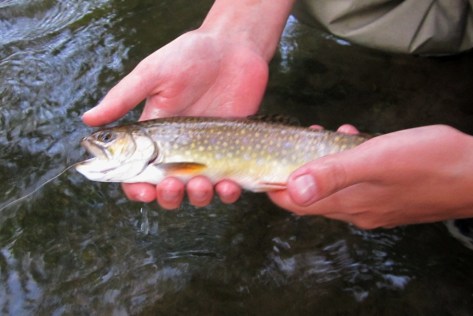 Karl 12 inch Brook Trout