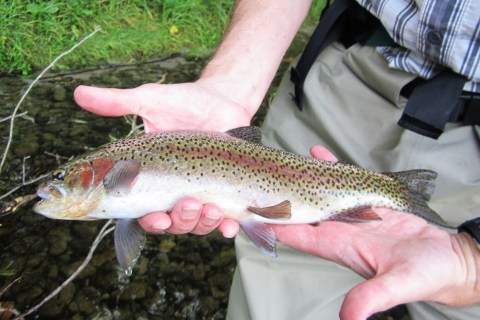 SoHo 16 inch Rainbow