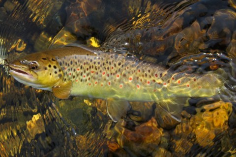 SoHo Brown Side View