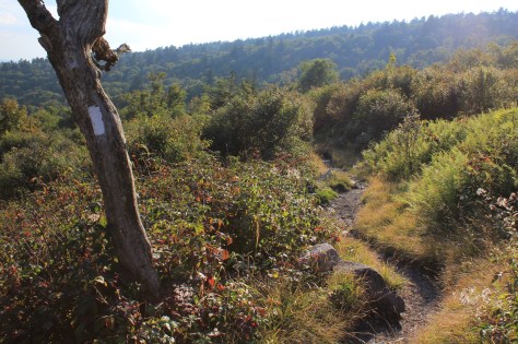 AT Southbound on Mount Rogers