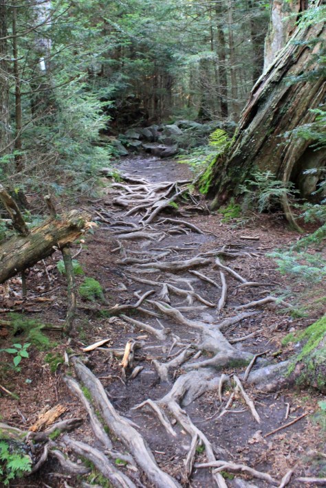 Root Strewn Section of the A.T.