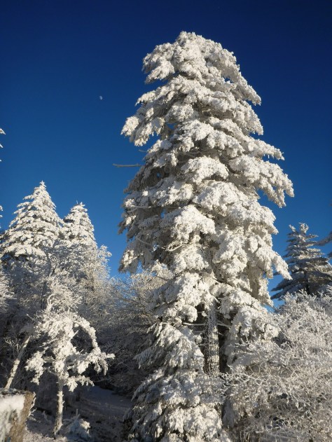 Reentering the Forest