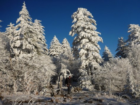 Rime and Snow on High Elevation Frasier Firs