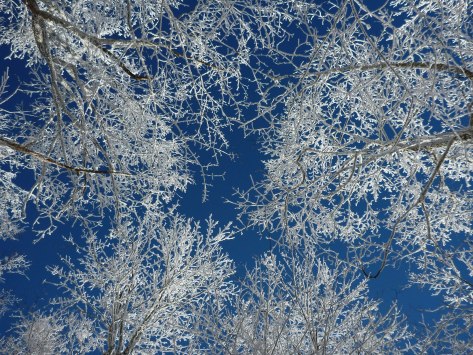 Cobalt Blue Background for White Branches