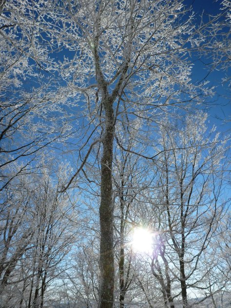 Hoarfrost Coats Tree Branches on the Virginia Horse Trail