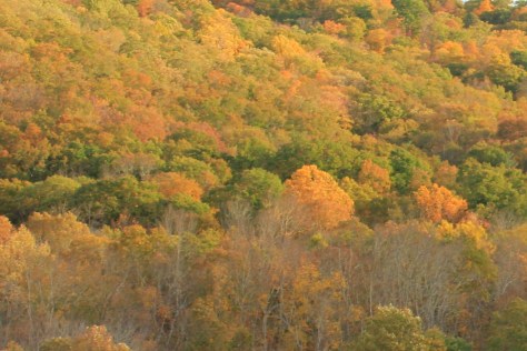 Brilliant Orange Colors