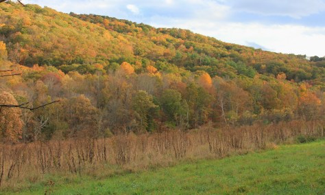 Hidden Valley Colors