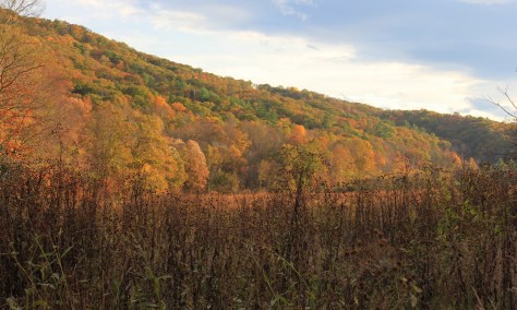 The Mountainside Aglow with Color