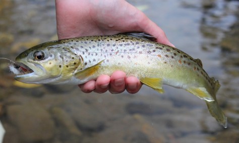 14" Naturalized Brown Trout
