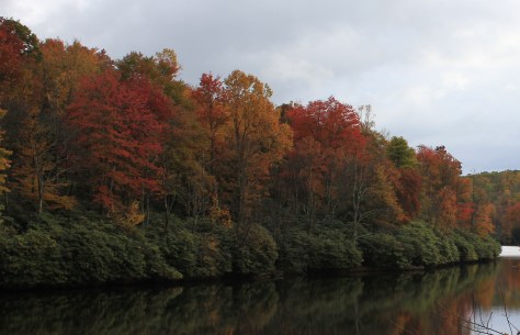 Rhododendron on the Lake