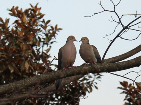 Mourning doves on a maple tree in Abingdon, Virginia, late March 2014