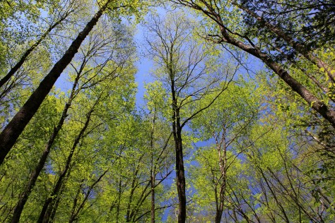 Leafing Out, May 11, 2014