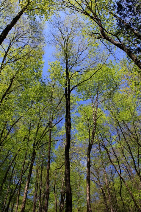 Appalachian Hardwoods Leaf Out, May 11, 2014