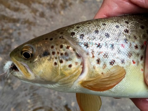 Brown Trout 4.26.15