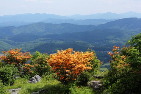 6.11.2017 Flame Azalea